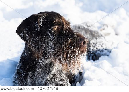 The Close-up View, Like A Dog Lying In The Snow, Perfectly Watches And Observes The Area. German Wir