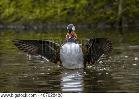 A Beautiful Male Mandarin Duck Posing In A Little Pond Called Jacobiweiher Not Far Away From Frankfu