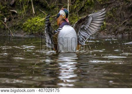 A Beautiful Male Mandarin Duck Posing In A Little Pond Called Jacobiweiher Not Far Away From Frankfu