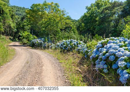 Dirty Road With Forest And Hydrangea Around, Picada Cafe, Rio Grande Do Sul, Brazil