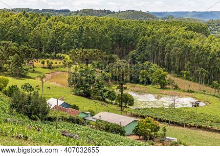 Farm With Plantation, Lake, Herd And Forest Around