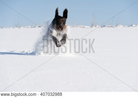 At The Command Given, The Dog Runs Jumping On Deep Snow. German Wirehaired Pointer The Perfect Dog F