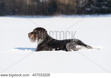 The Dog Has Hidden In Deep Snow And Waits For Its Prey To Attack. German Wirehaired Pointer The Perf