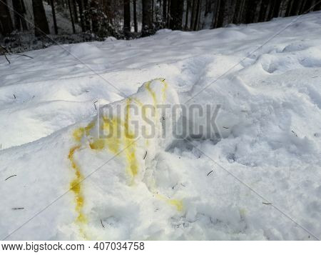 Yellow Dog Urine In Fresh Snow On Walking Path