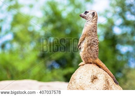 The Meerkat Attitude Is The Best Surveillance System. He Controls The Territory And Provide Protecti