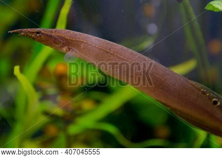 Macrognathus Is A Genus Of Eel-like Fish From The Family Mastacembelidae.