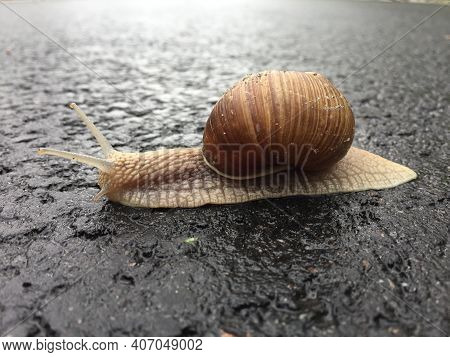 Small Garden Snail In Shell Crawling On Wet Road, Slug Hurry Home. Snail Slug Consist Of Edible Tast