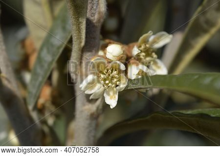 Japanese Medlar Flowes - Latin Name - Eriobotrya Japonica