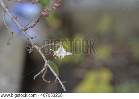 Winter Flowering Honeysuckle Flowers - Latin Name - Lonicera Fragrantissima
