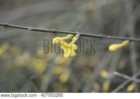 Winter Jasmine - Latin Name - Jasminum Nudiflorum