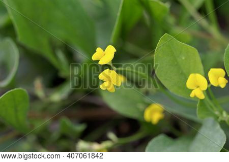 Flower Of A Caterpillar Pant, Scorpiurus Muricatus