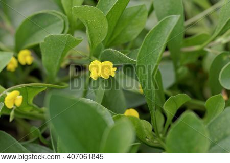 Flower Of A Caterpillar Pant, Scorpiurus Muricatus