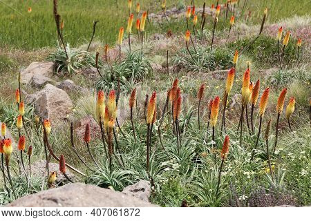 Flower Of The Torch Lily Kniphofia Foliosa, In The Simien Mountains In Ethiopia