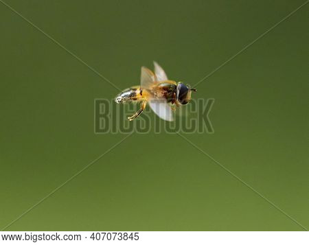 European species of hoverfly (epistrophe eligans) flying