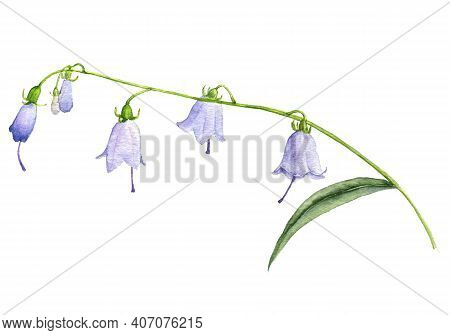 Watercolor Drawing Adenophora, Ladybells Flower , Isolated Floral Element At White Background, Hand 