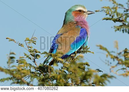 Lilac-breasted roller (Coratias caudata) perched on a tree, Kruger National Park, South Africa