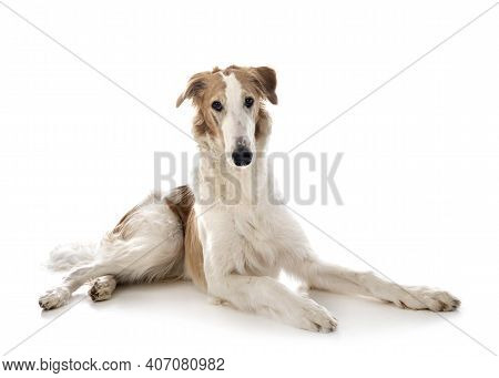 Young Borzoi In Front Of White Background