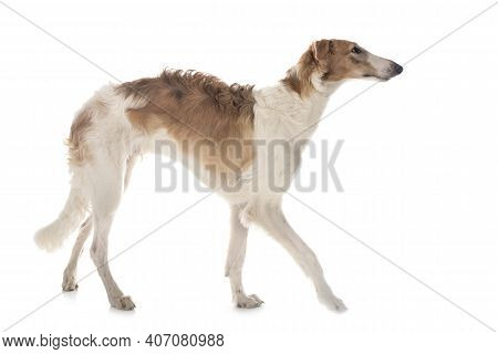 Young Borzoi In Front Of White Background