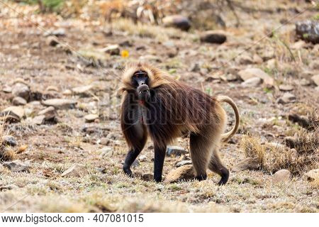 Male Of Ethiopian Endemic Animal Monkey Gelada Baboon. Theropithecus Gelada, Debre Libanos, Simien M