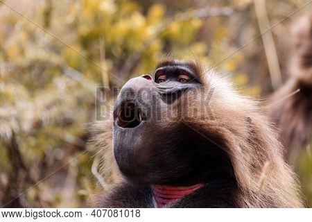 Male Of Ethiopian Endemic Animal Monkey Gelada Baboon. Theropithecus Gelada, Debre Libanos, Simien M