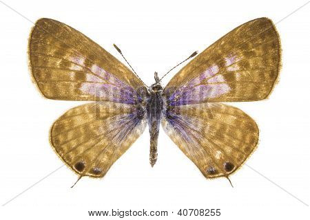 Leptotes Pirithous (di lang coda corta blu)