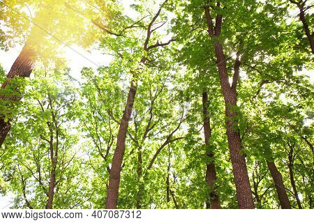 Summer Green Forest Bottom View. Tree With Green Leaves And Sun Light