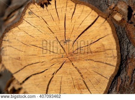 Cracked Tree Trunk Cross Section As Exposed Timber Shrinks. Deep Cracks, Natural Fissures, Natural S