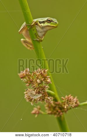 Treefrog