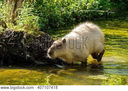 The Capybara, Hydrochoerus Hydrochaeris Is A Mammal Native To South America. It Is The Largest Livin