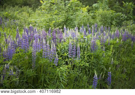 Violet Lupin Flowers Blossoming In Summer Garden