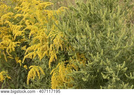 Close Up Of Flowering Ragweed And Goldenrod Allergen Plants Growing Outside