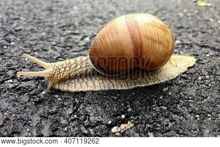 Small Garden Snail In Shell Crawling On Wet Road, Slug Hurry Home. Snail Slug Consist Of Edible Tast
