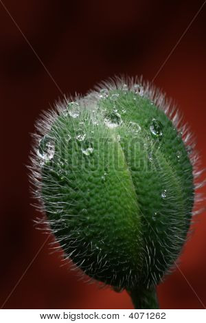 Poppy Schote