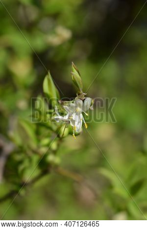 Winter Flowering Honeysuckle Flowers - Latin Name - Lonicera Fragrantissima