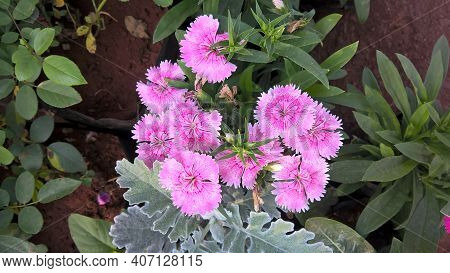 Scenic View Of Colorful Flowers For Multipurpose Use Such As Decoration, Printing, Etc