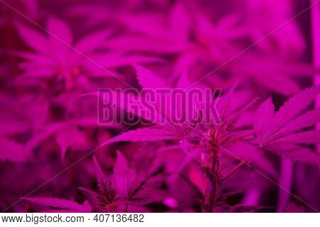 Cannabis Growing In Ultraviolet Fluorescent Light