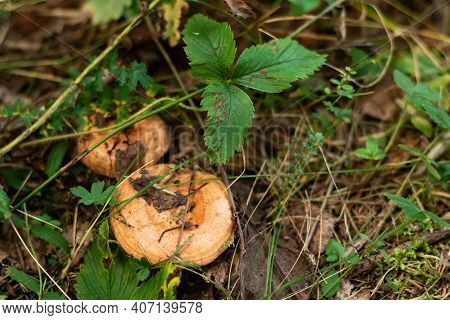 Edible Mushrooms Wolly Milkcap Grow In The Forest. Soft Focus