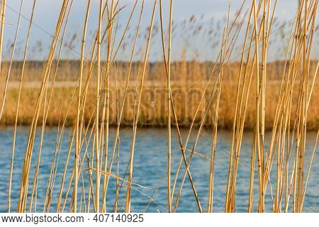 Stems Of Dry Last Year's Reeds On A Blurred Background Of Water And Same Reed On A Another Shore Of 
