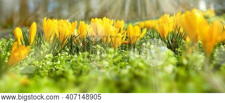 Yellow Blooming Crocuss In Sunny Spring. Seasonal Background With Light Bokeh And Short Depth Of Fie
