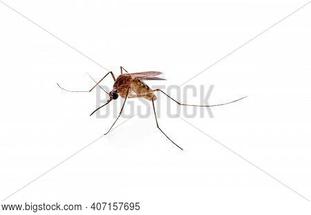 Mosquito An Isolated On A White Background