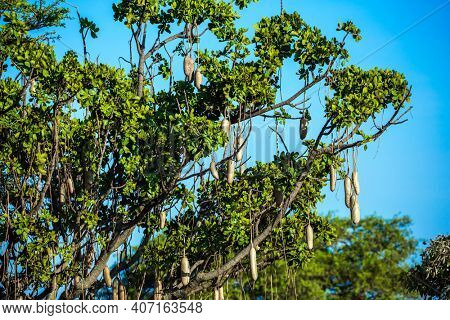 African Kigelia (Kigelia africana), or sausage tree. Unique tree growing in the savannah. The fruits are shaped like sausages. African savannah. Southeast Kenya, the Amboseli park