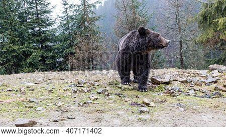 Brown Bear (lat. Ursus Arctos) Stainding In The Forest. Bear For A Walk