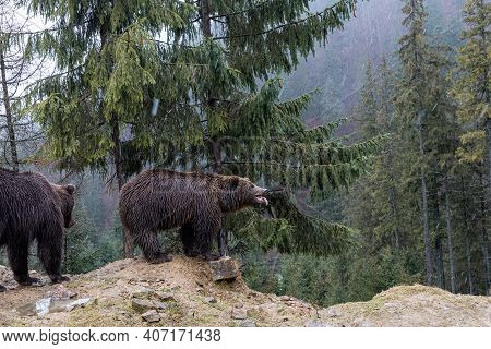 Brown Bear (lat. Ursus Arctos) Stainding In The Forest. Bear For A Walk