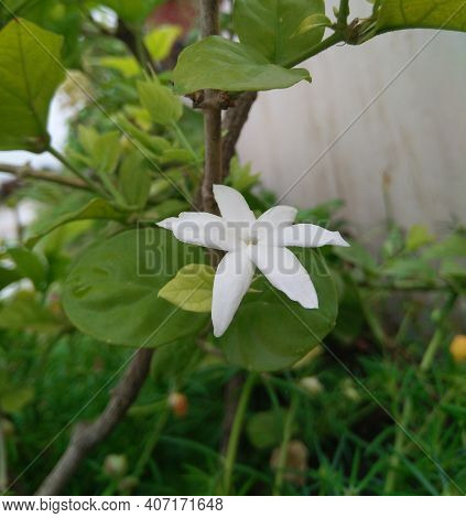 Jasminum Sambac Is A Species Of Jasmine Native To Tropical Asia, From The Indian Subcontinent To Sou