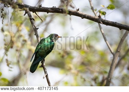 Male Asian Emerald Cuckoo Perching On Tree Branch , Thailand