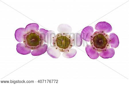 Flower Wax Myrtle Isolated On White Background