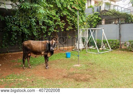 A Cow Tied Up On A Football Pitch In A Housing Complex In Indonesia, Before Being Slaughtered Or Sac
