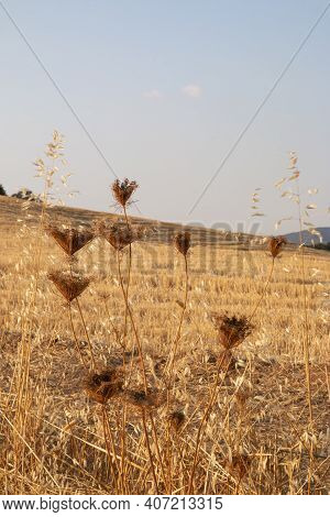 Landscapes Of Andalusia In Spain / Wild Nature In The Fields Of Andalusia