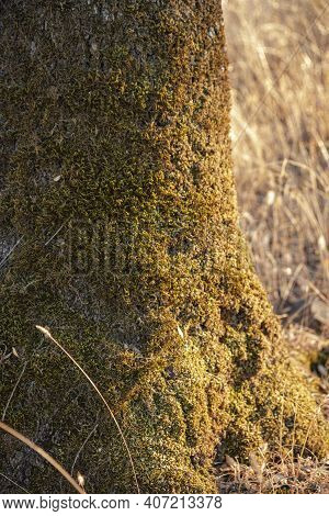 Trees And Wild Nature In The Fields Of Andalusia