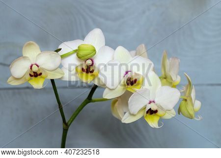 Flowers Of The White Orchid Phalaenopsis Variety Coco, On A Beige Background, Macro Photo, Selective